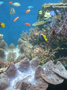 Waikiki Aquarium, Honolulu, Hawaii